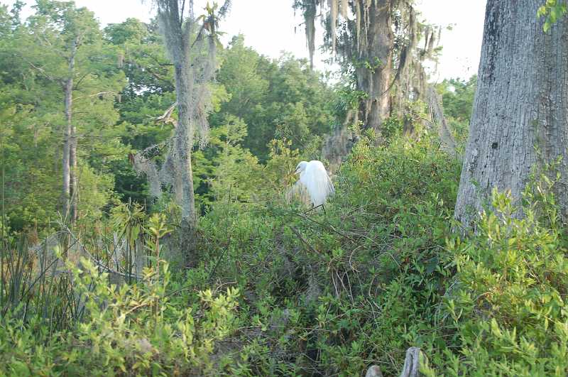 Bridge  - Spring 2006 101.JPG - A Snowy Egret.